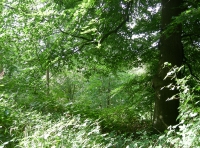 Perch Wood