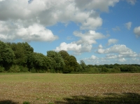 Perch Wood