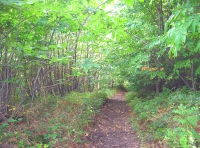 Perch Wood