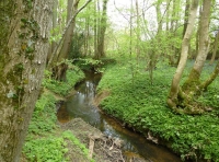 Pod Wood