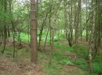 Points Wood