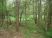Points Wood