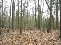 Poll Wood - SOLD