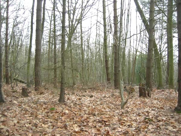 Poll Wood - SOLD