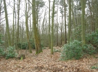 Poll Wood