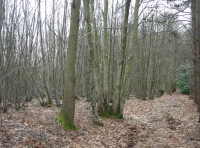 Poll Wood