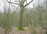 Poll Wood