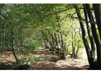 Puddling Wood - SOLD