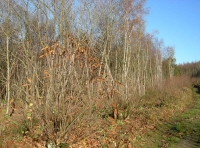 Purlin Wood - SOLD