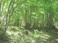 Quiver Wood