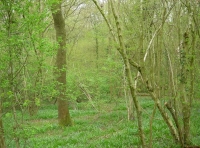 Raft Wood