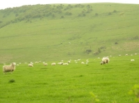 View south from Raft Wood