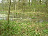 Raft Wood