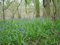Raft Wood bluebells