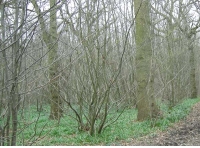 Rail Wood - SOLD