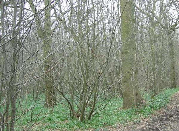 Rail Wood - SOLD
