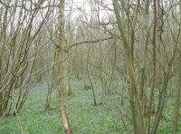 Rail Wood