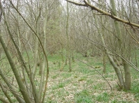 Rail Wood