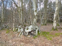 Rake Wood