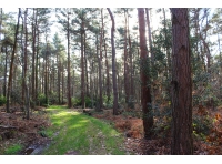 Scope Wood - SOLD