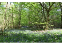 Shackle Wood