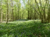 Sheave Wood - SOLD