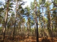 Shoal Wood - SOLD