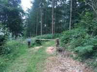 Short Wood - SOLD