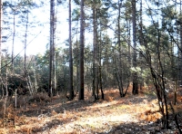 Sidings Wood