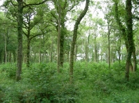 Sisters Wood - SOLD