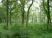 Sisters Wood