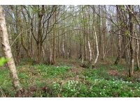 Sledge Wood - SOLD