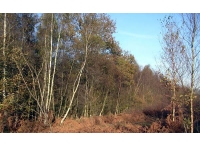 Smock Wood - SOLD
