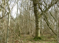 Solar Wood - SOLD photo 2