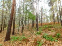 South Bond Wood - SOLD