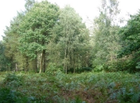 South Elephant Wood - SOLD