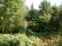 South Elephant Wood - SOLD photo 2