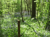 Southbrook Wood