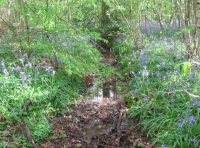 Southbrook Wood photo 2