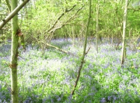 Southbrook Wood photo 3