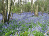 Southbrook Wood photo 4