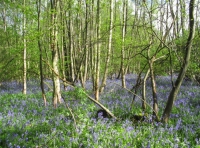 Southbrook Wood photo 5