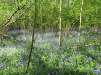 Southbrook Wood photo 6