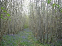 Stave Wood