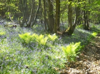 Still Wood