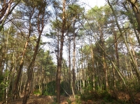 Tack Wood - SOLD