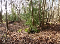 Tiller Wood