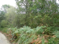 Tower Wood