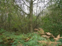 Tower Wood
