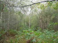 Tower Wood